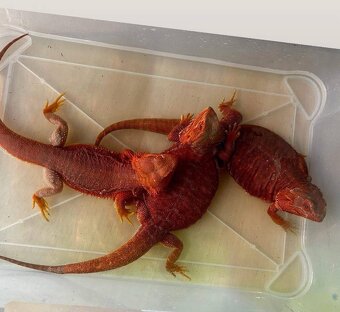 Agama vousatá RED - 8