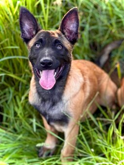 BELGICKÝ OVČÁK MALINOIS - ŠTĚŇATA S PP - 8
