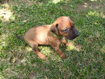 Rhodéský ridgeback - 8