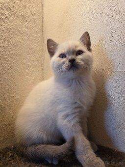 Britská blue point - 8