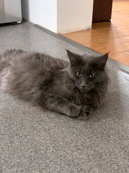 mainská mývalí koťata - 8