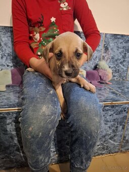 Stafordšírský bulteriér bez pp - 8