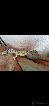 Terarium s gekoncikem - 8