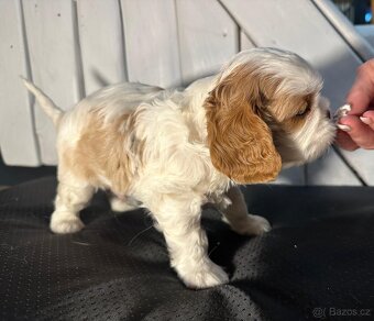 Kavalir King Charles spaniel - 8