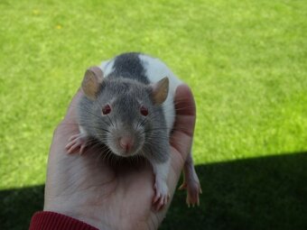 Dumbo, rex, obláčkový efekt - mláďata potkánků s VP - 8