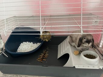 Minilop samička - 8