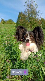 Papillon s PP- rezervováno -Malý kontinentální španěl - 8