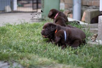 Labradorský retrívr - čokoládová fenečka s PP - 8