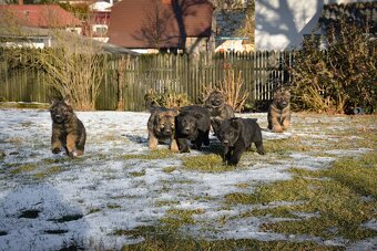 Německý ovčák sytě vlkošedý k odběru s PP - 8