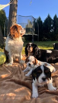 štěňata Cavalier King Charles Spaniel - 8