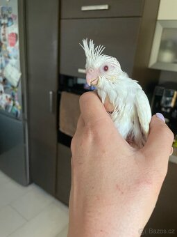 Ručně dokrmené korely Albino - 8