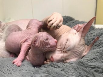 Koťata Donský Sphynx s PP - 8