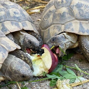 Suchozemská želva + vybavení k chovu - 8