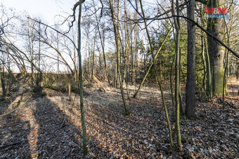 Prodej lesa, 685 m², Horšovský Týn - 8