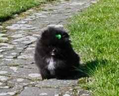 Pomeranian s PP - 8