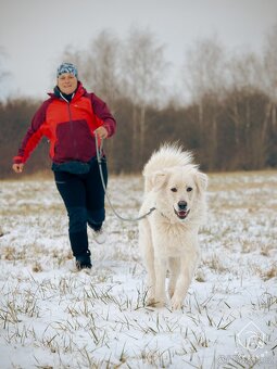 Slovenský čuvač - 8