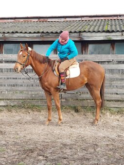 Klisna 3 letá, s RTG nohou a zad - 8