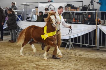 Připouštění Belgickým hřebcem Welsh mountain pony - 8