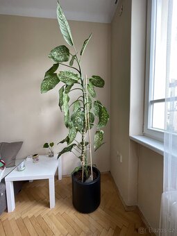 Dieffenbachie/Dieffenbachia (210cm) - 8