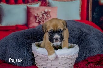 Štěňata francouzak + bordeaxska doga - 8
