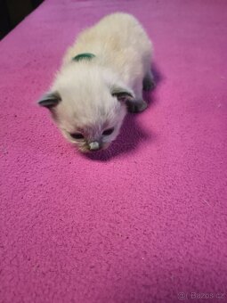 Ragdoll bez PP 3 kocourci - 8