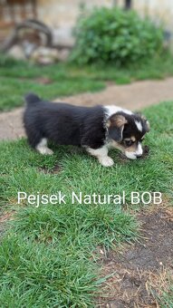 Welsh Corgi Pembroke, s PP FCI, NATURAL BOB - 8