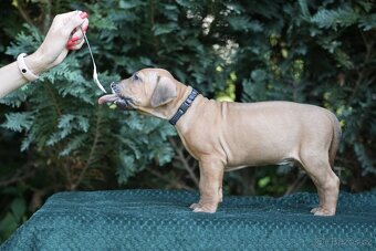 Rhodéský ridgeback s PP posledni volné štěňatka..vrh E - 8