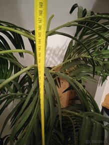 Prodám 2x umělá rostlina, výška cca 150cm - 8