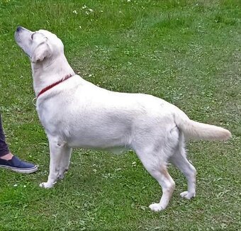Labradorský retrívr fenka+pejsek ihned k odběru - 8