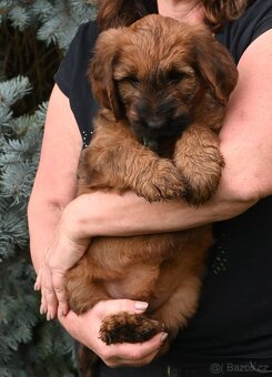 Briard plavý- štěňata, fenky - 8