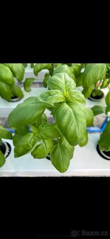 Hydroponie-aquaponie - 8