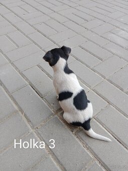 Jack Russell teriér - 8