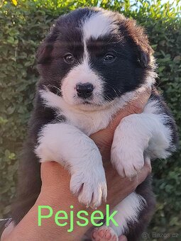 Border kolie bez pp - 8