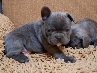 Francouzský buldoček modrý - 8