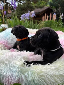 Cane Corso – kluci s PP hledají domov - 8