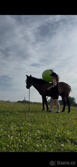 Hledám milující domov pro svého 4letého valacha s PP - 8