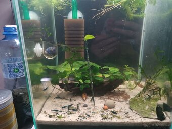 Krevetky Blue dream - 8