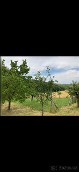 Prodej sadu 1592m2 - 8