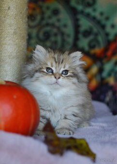 Sibiřská kočka s PP - 8