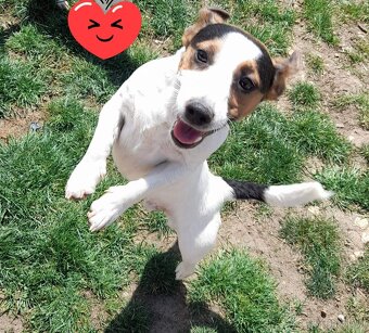 Jack Russell teriér - 8