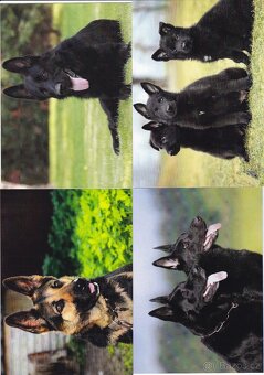 pohlednice zvířat - 8