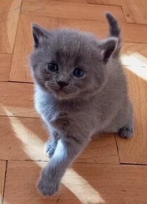 Britská modrá koťátka - 8