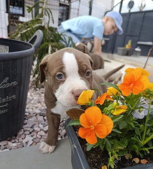 American Bully pocket TOP krevní linie - 8