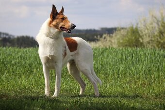 Americká kolie krátkosrstá s PP - 8
