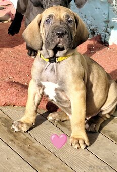 Brazilská fila s PP - 8