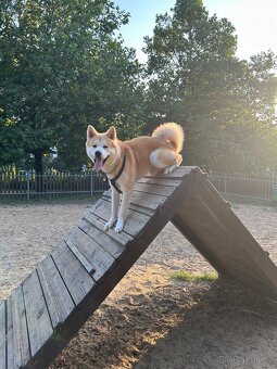 Pes akita inu ke krytí - 8