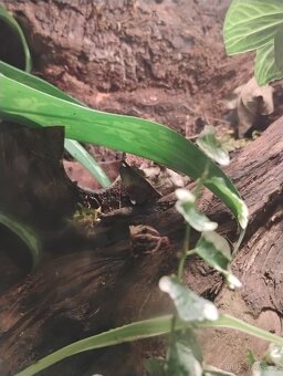 Paludarium s pralesničkama - 8