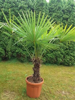 Palma Trachycarpus fortunei - 8