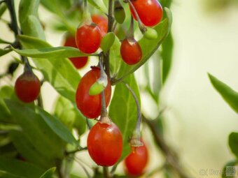 Kustovnice čínská - goji - beztrná odrůda - 8