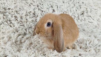 Zakrslý beránek, králíček, králík - RIKI - 8